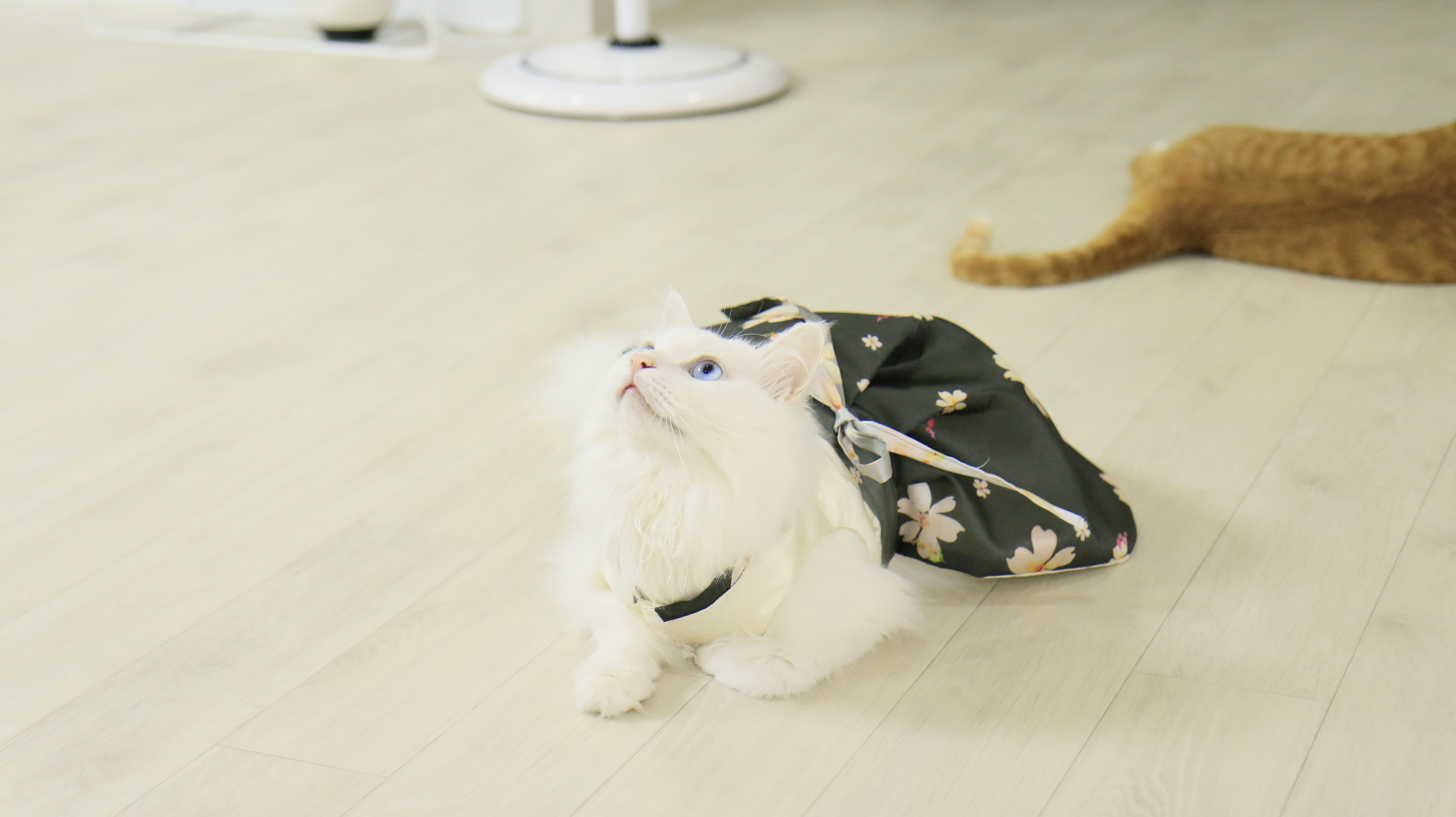 NEW DOG FASHION By Yuliya Handmade Cat Hanbok, Pup