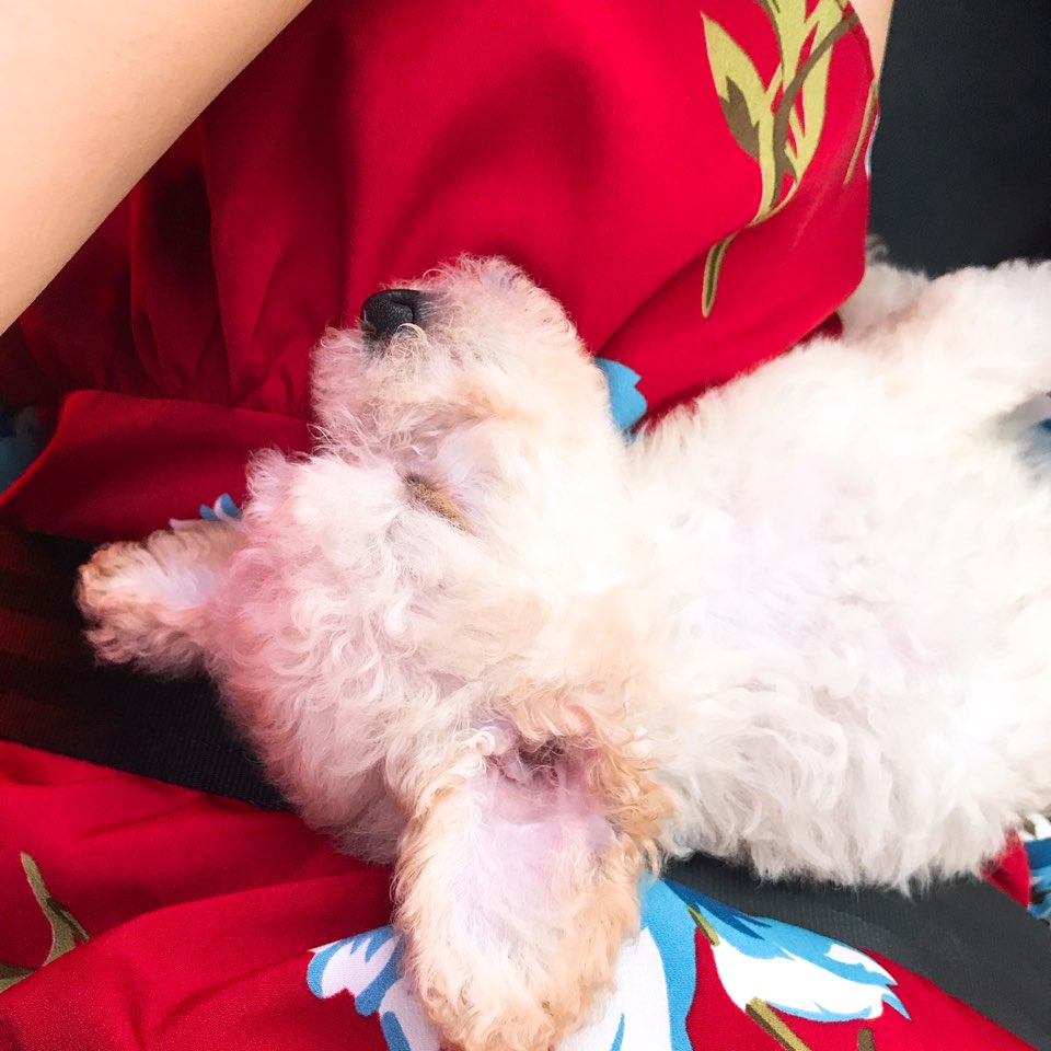 New Women's Dress Haggle Flower One Piece Frill