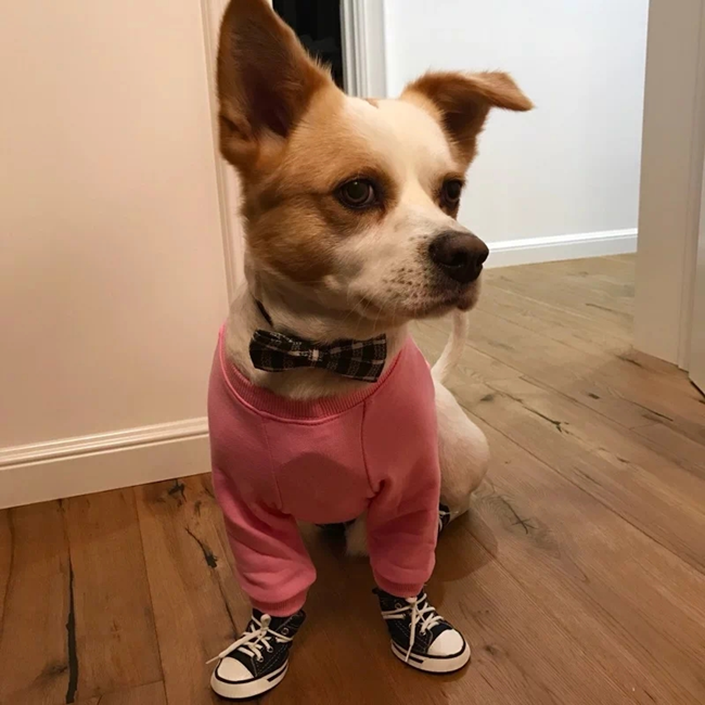 NEW DOG FASHION PESIYAM Pink Green Stussy st puppy