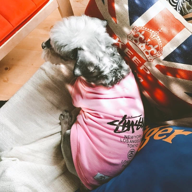 NEW DOG FASHION PESIYAM Pink Green Stussy st puppy