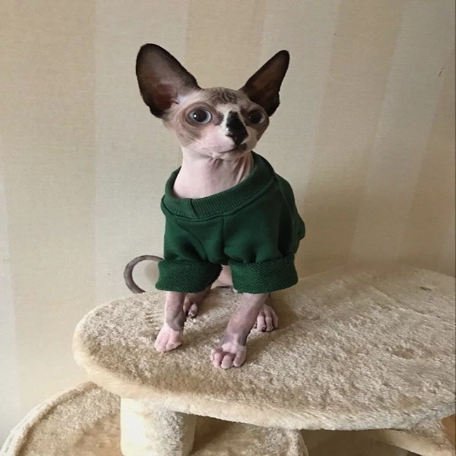 NEW DOG FASHION PESIYAM Pink Green Stussy st puppy