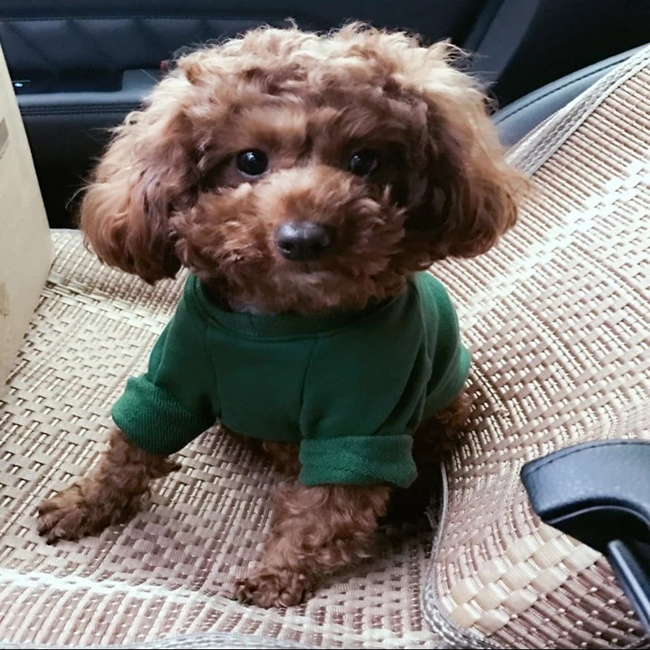 NEW DOG FASHION PESIYAM Pink Green Stussy st puppy