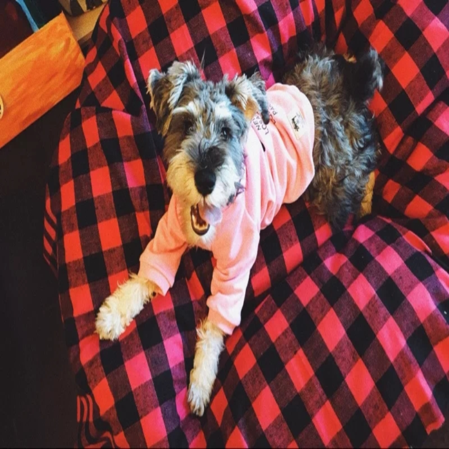 NEW DOG FASHION PESIYAM Pink Green Stussy st puppy