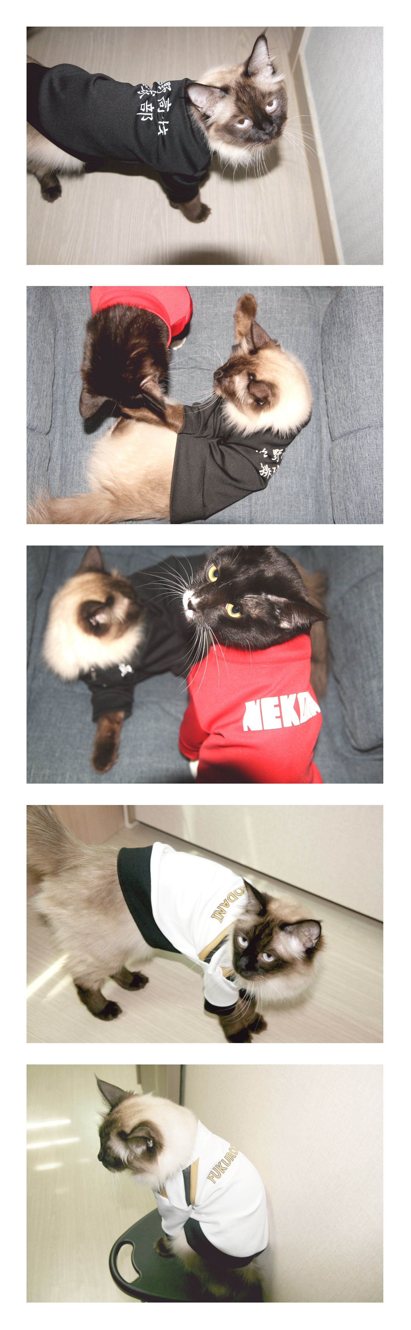 NEW DOG FASHION Haikyu - !! Jersey Dogs Cat Clothe