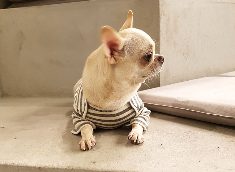 NEW DOG FASHION dog clothes basic T-shirt T-shirt 