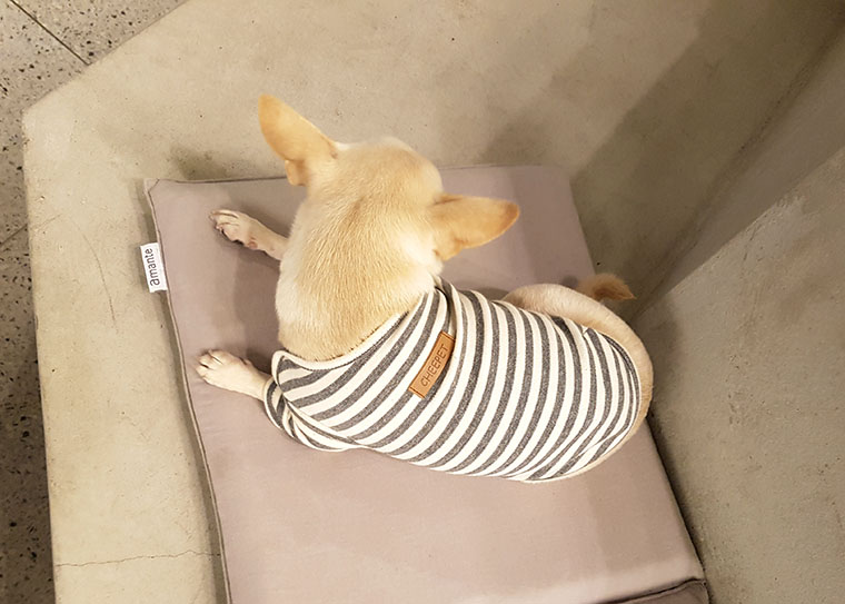 NEW DOG FASHION dog clothes basic T-shirt T-shirt 