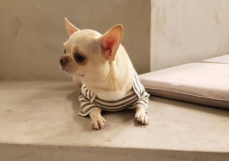 NEW DOG FASHION dog clothes basic T-shirt T-shirt 