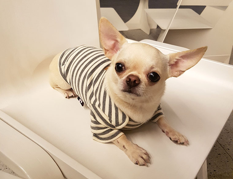 NEW DOG FASHION dog clothes basic T-shirt T-shirt 