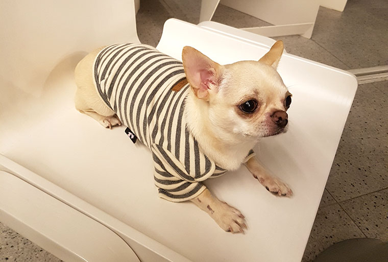 NEW DOG FASHION dog clothes basic T-shirt T-shirt 