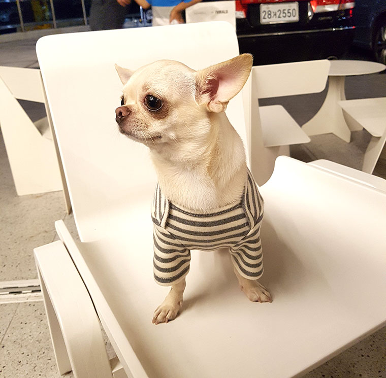 NEW DOG FASHION dog clothes basic T-shirt T-shirt 