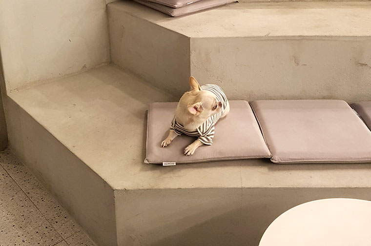 NEW DOG FASHION dog clothes basic T-shirt T-shirt 