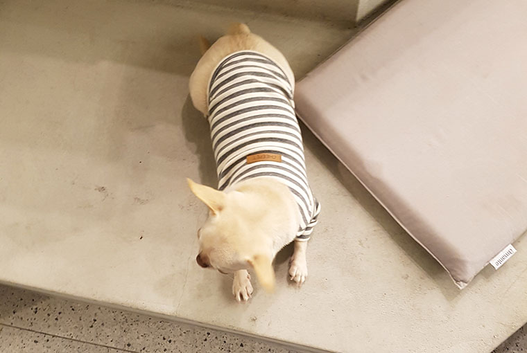 NEW DOG FASHION dog clothes basic T-shirt T-shirt 