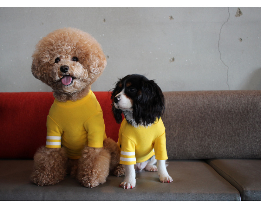 NEW DOG FASHION Lolo DOG Puppy Cloth Cheerleader C