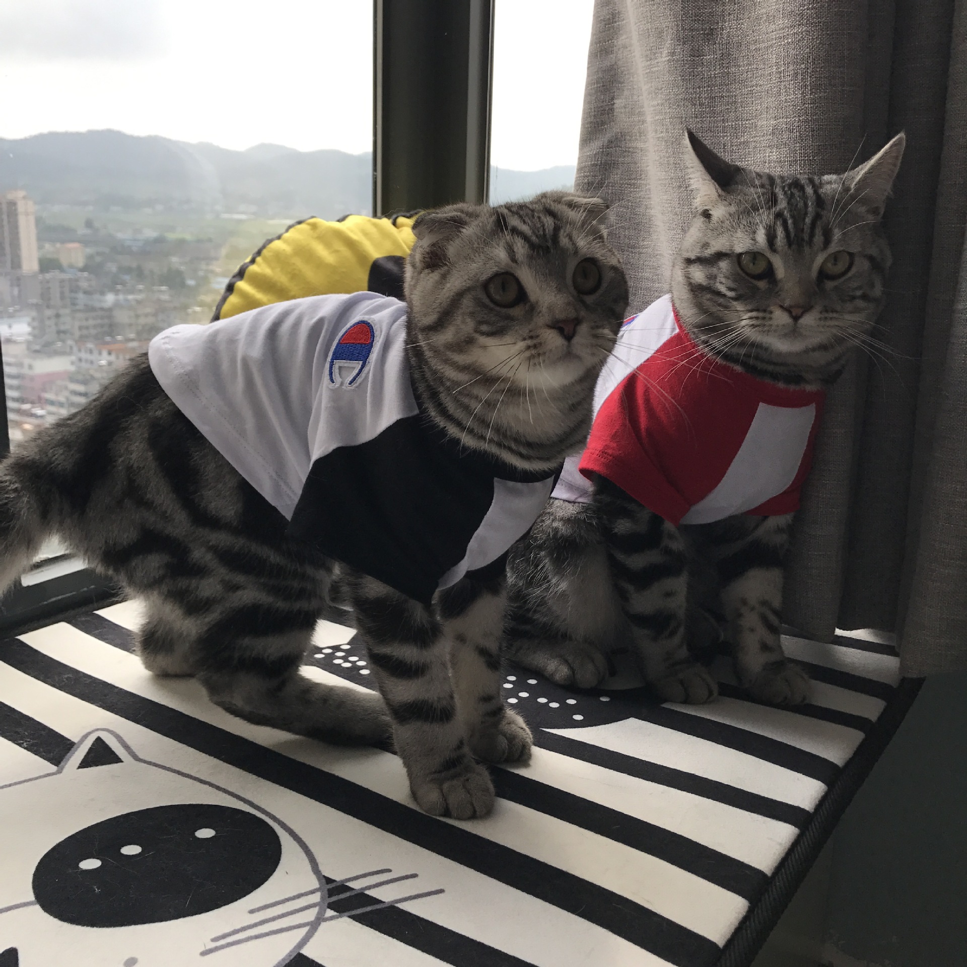 NEW DOG FASHION champion st puppy clothes cat clot