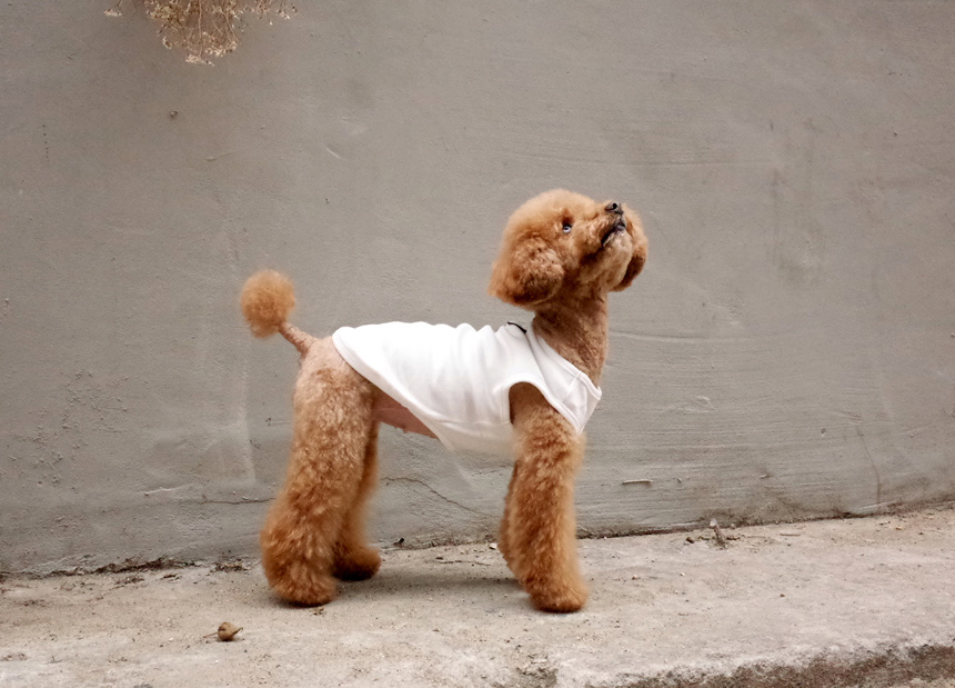 NEW DOG FASHION DOG Dog Dog Dress Button