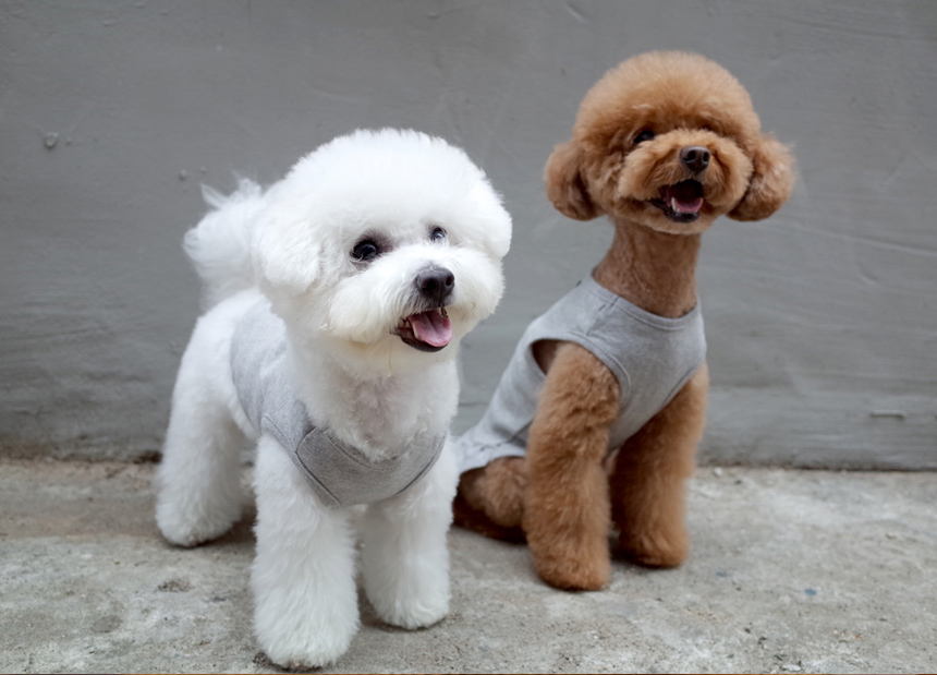 NEW DOG FASHION DOG Dog Dog Dress Button