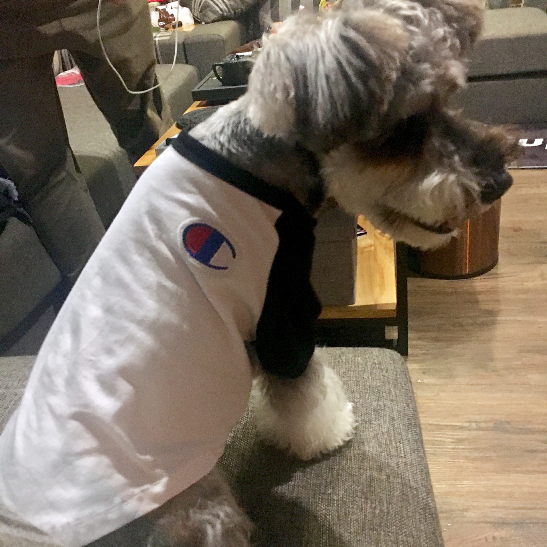 NEW DOG FASHION champion st puppy clothes cat clot