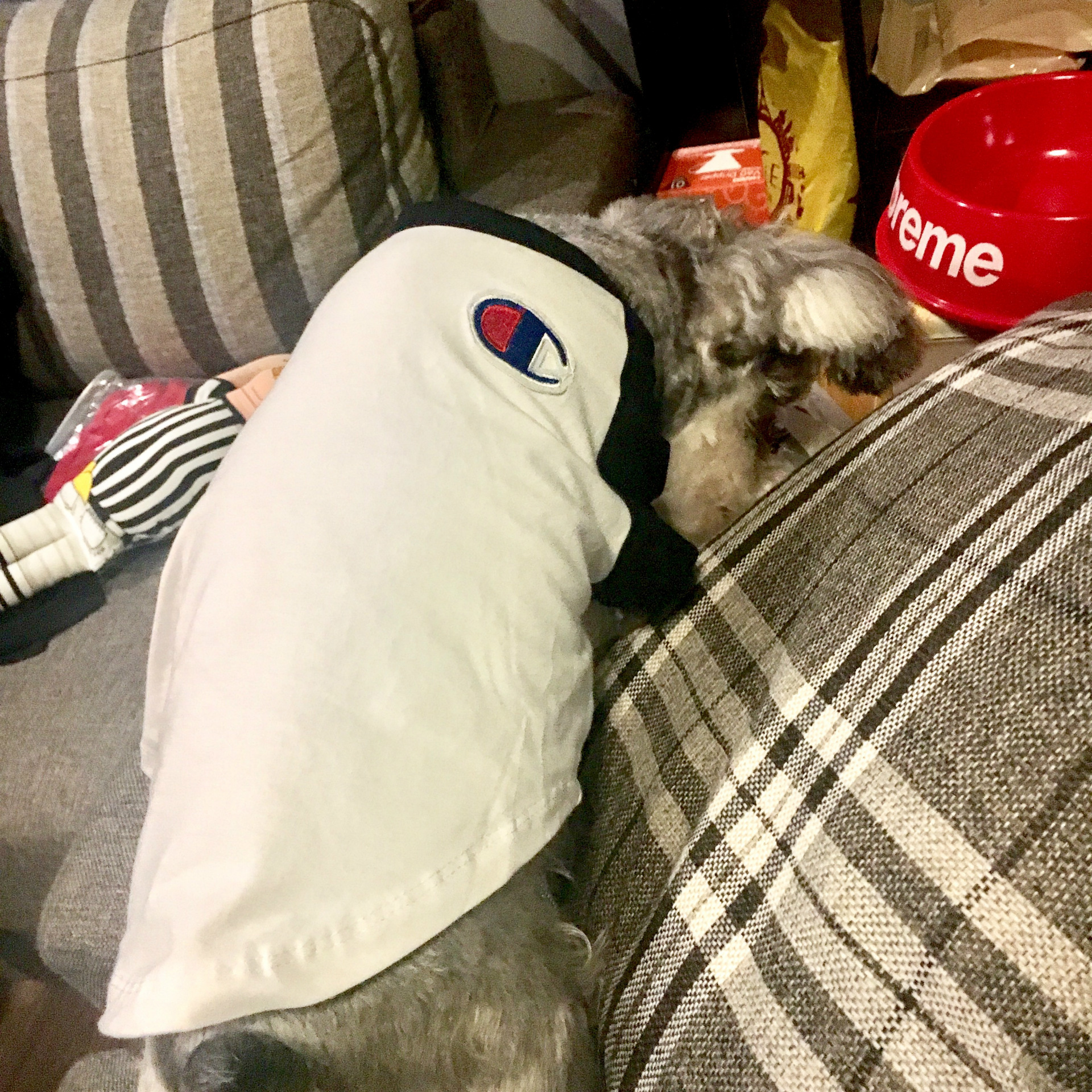 NEW DOG FASHION champion st puppy clothes cat clot