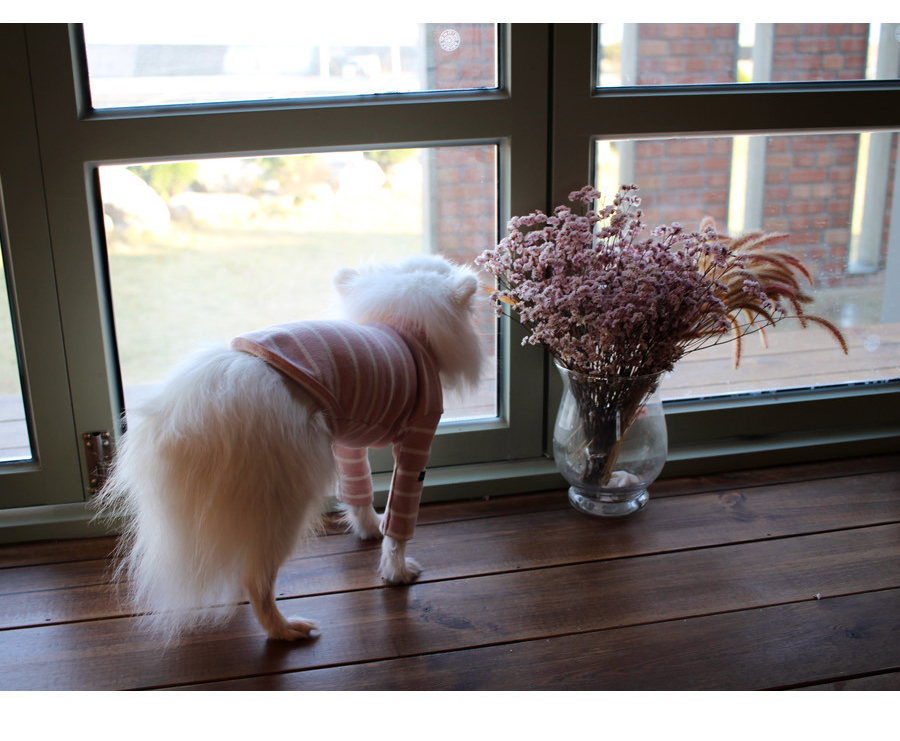 NEW DOG FASHION Lolo Dog Puppy Clothes Beige Sprit