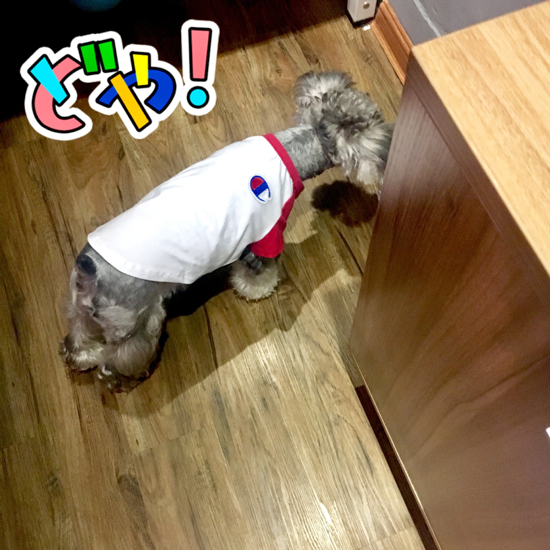NEW DOG FASHION champion st puppy clothes cat clot