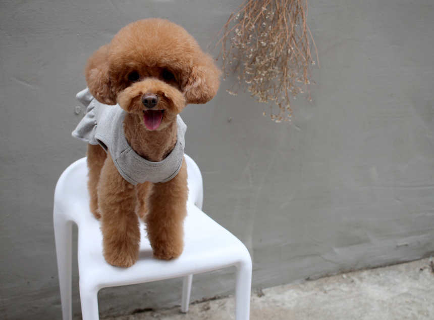 NEW DOG FASHION DOG Dog Dog Dress Button