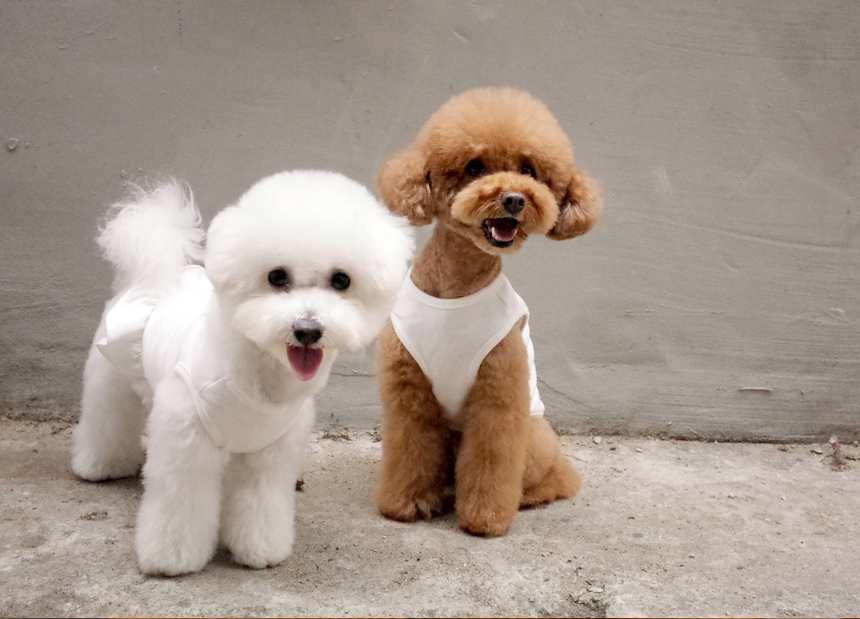 NEW DOG FASHION DOG Dog Dog Dress Button