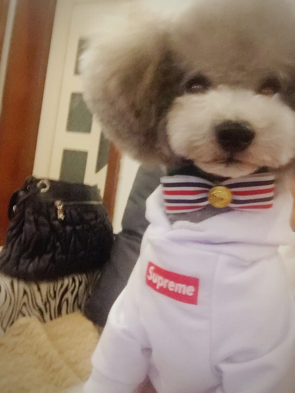 NEW DOG FASHION Supreme ST hooded dog clothes dog 