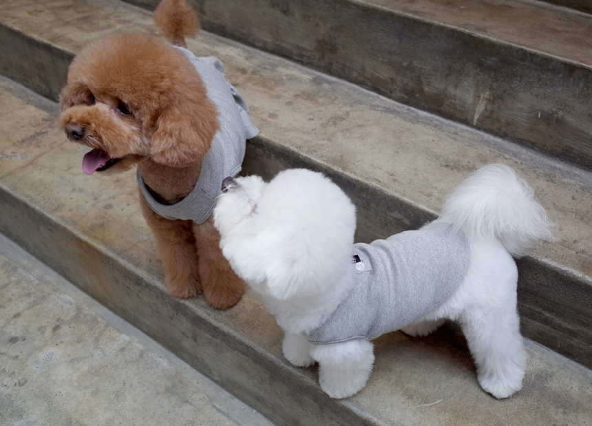 NEW DOG FASHION DOG Dog Dog Dress Button