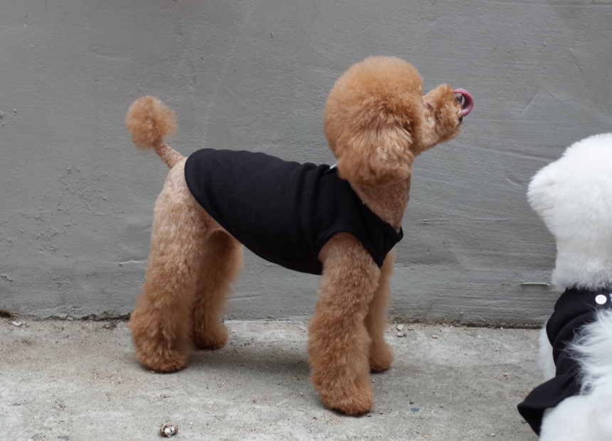 NEW DOG FASHION DOG Dog Dog Dress Button