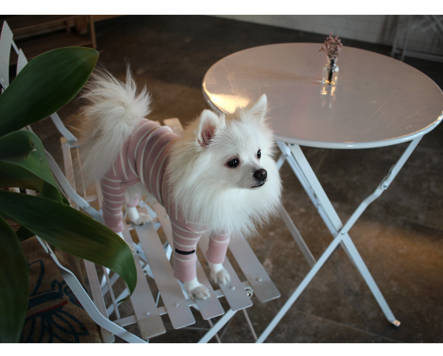 NEW DOG FASHION Lolo Dog Puppy Clothes Beige Sprit