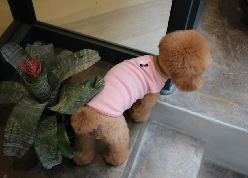 NEW DOG FASHION DOG Dog Dog Dress Button