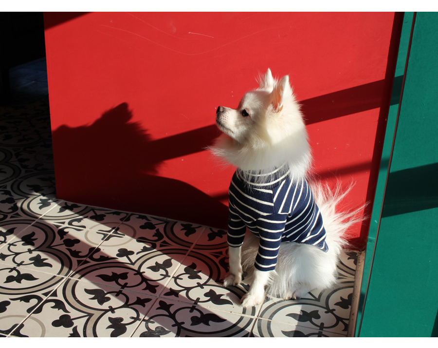 NEW DOG FASHION Lolo Dog Puppy Clothes Beige Sprit