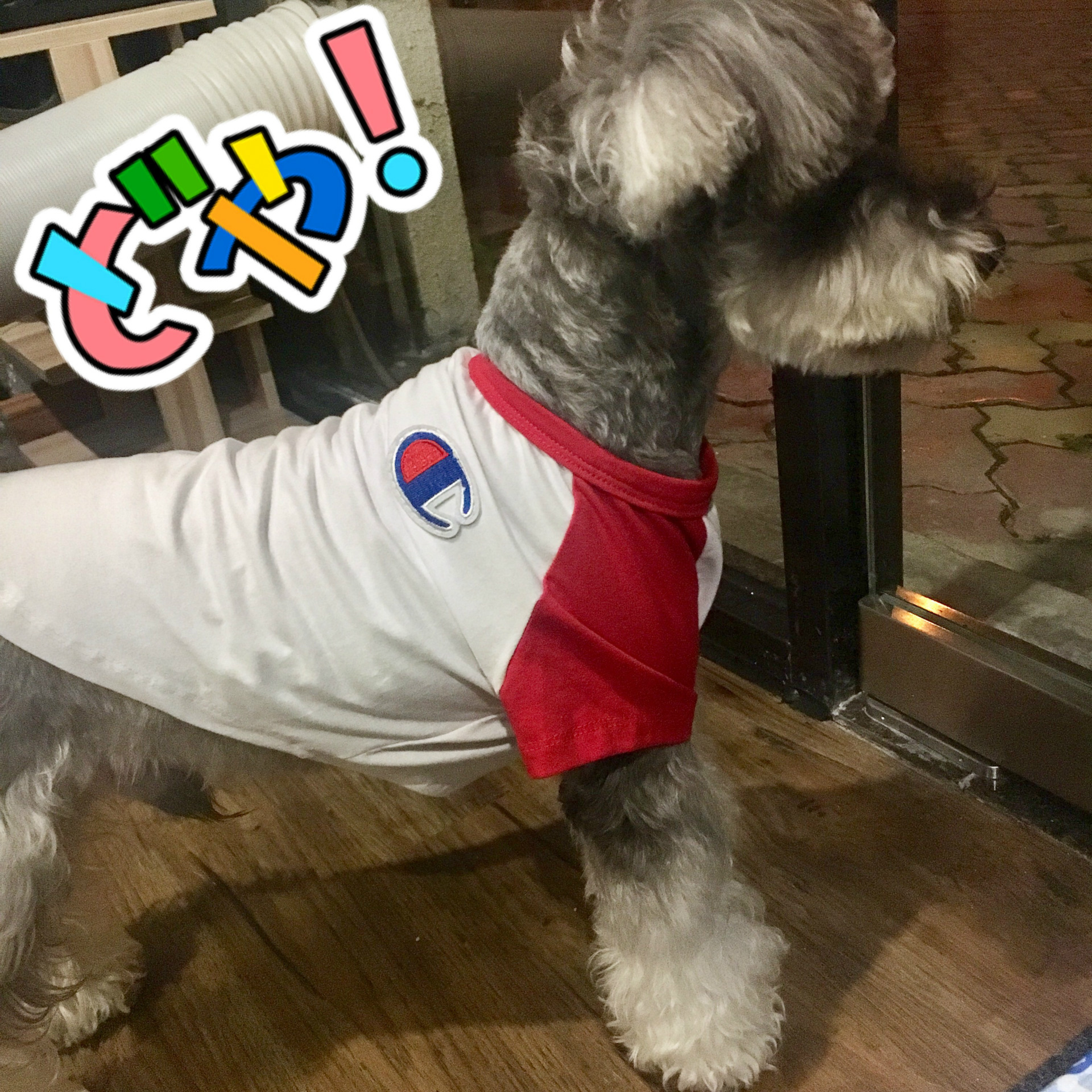 NEW DOG FASHION champion st puppy clothes cat clot