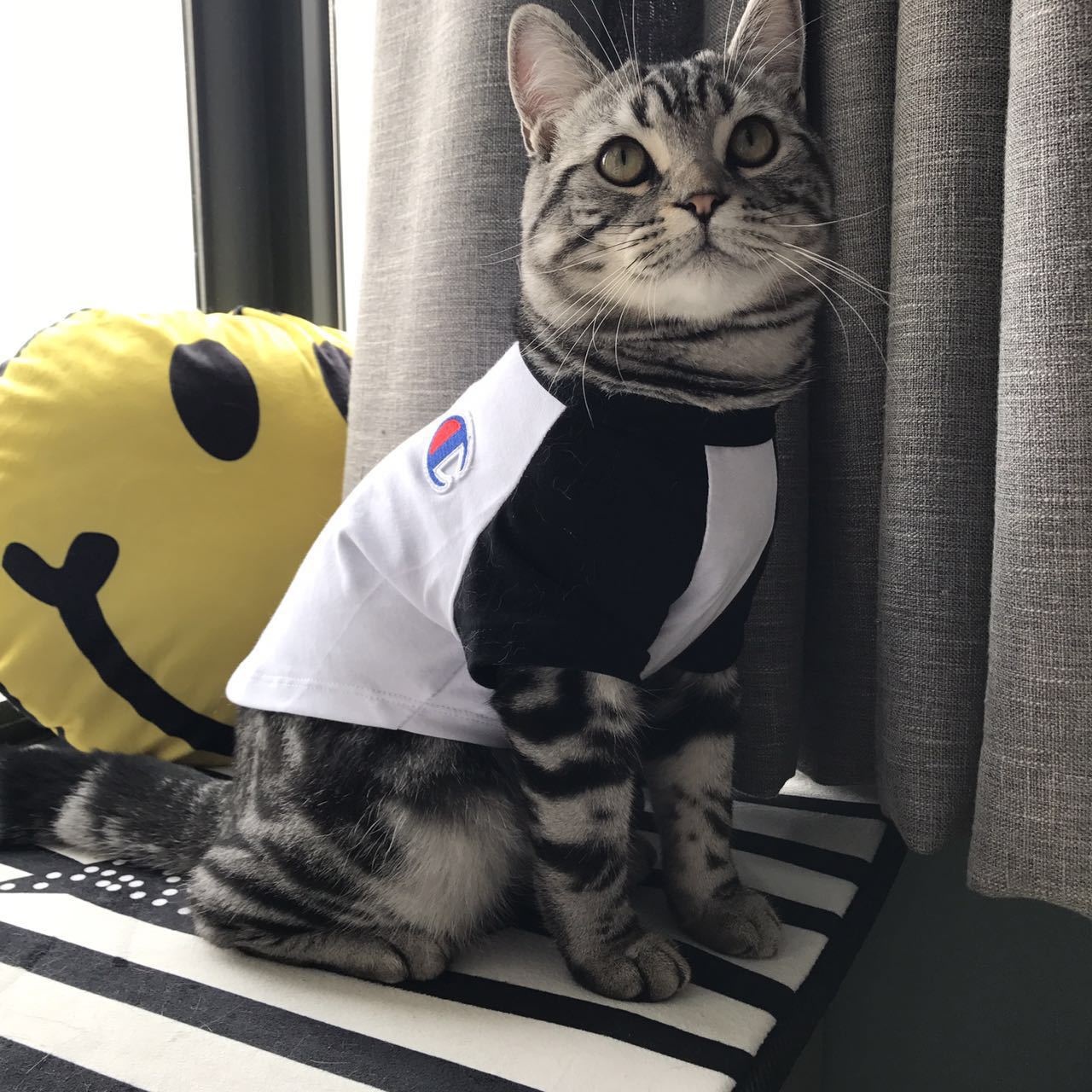 NEW DOG FASHION champion st puppy clothes cat clot