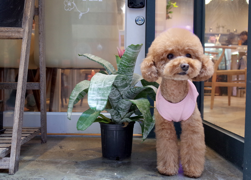 NEW DOG FASHION DOG Dog Dog Dress Button