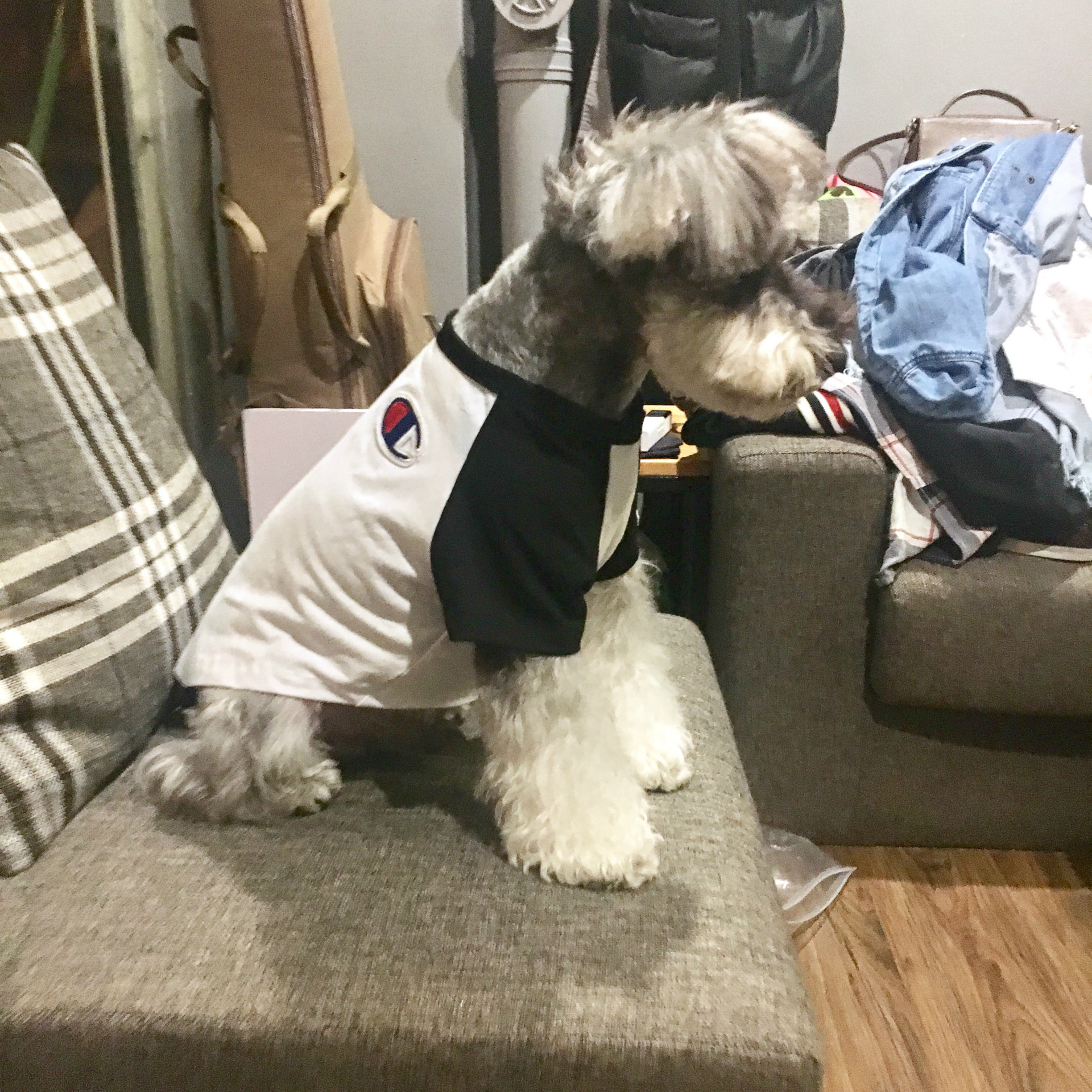 NEW DOG FASHION champion st puppy clothes cat clot