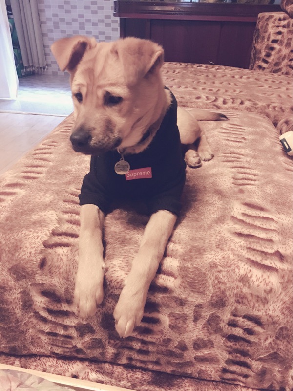 NEW DOG FASHION Supreme ST hooded dog clothes dog 