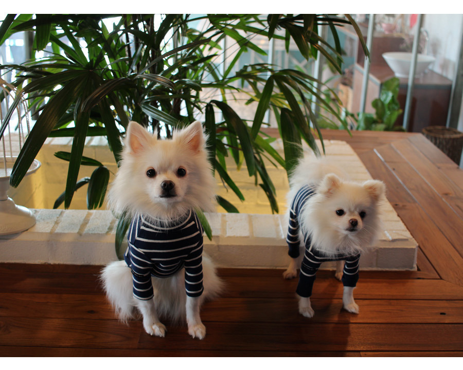 NEW DOG FASHION Lolo Dog Puppy Clothes Beige Sprit