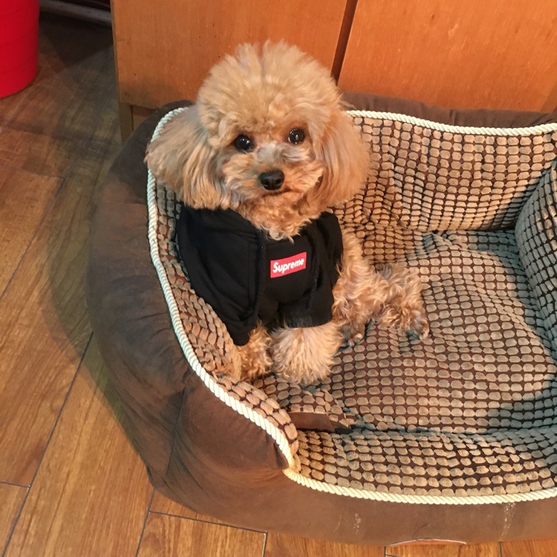 NEW DOG FASHION Supreme ST hooded dog clothes dog 