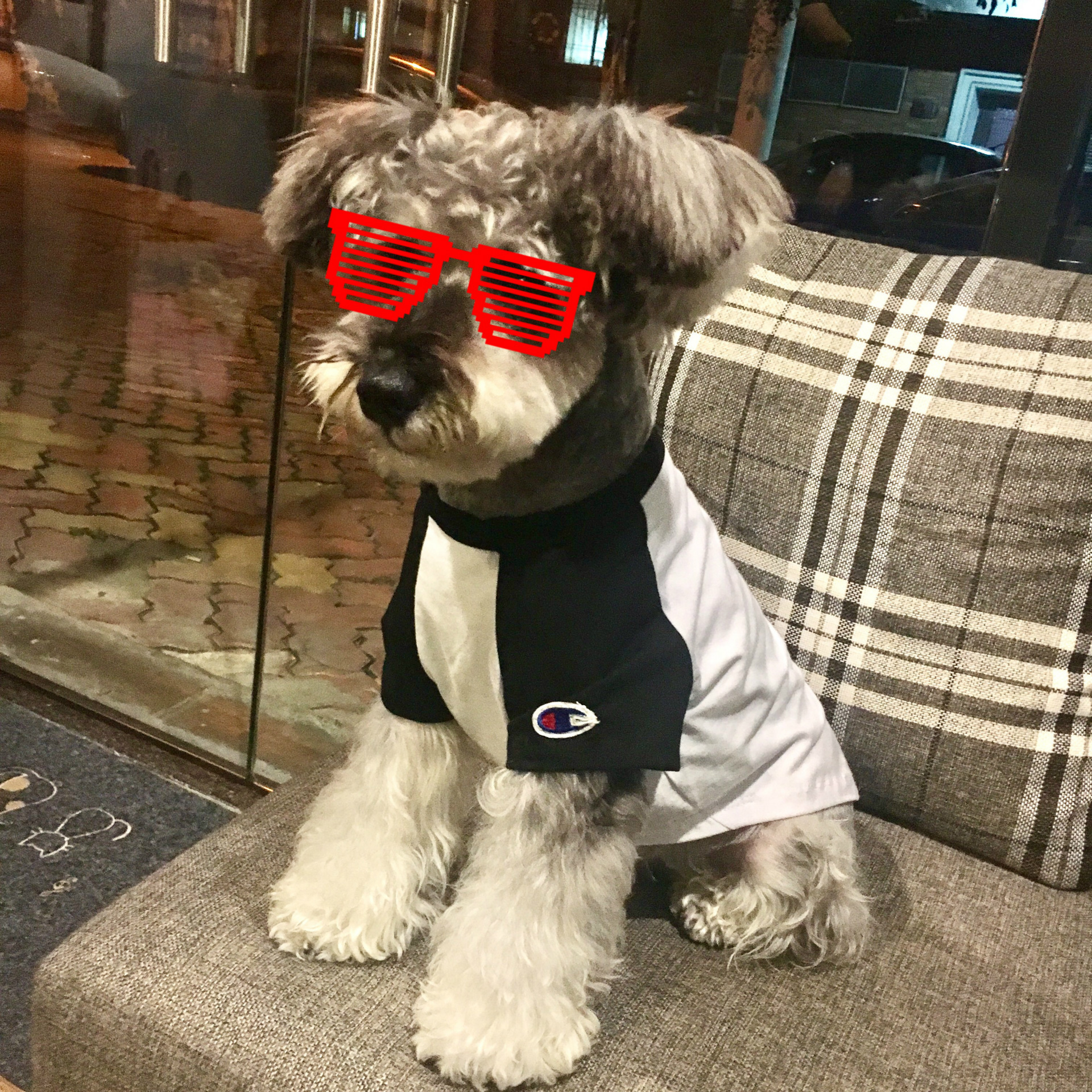 NEW DOG FASHION champion st puppy clothes cat clot