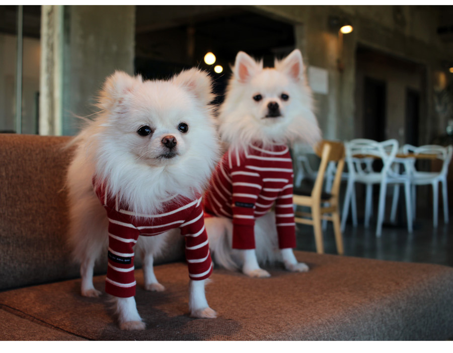 NEW DOG FASHION Lolo Dog Puppy Clothes Beige Sprit