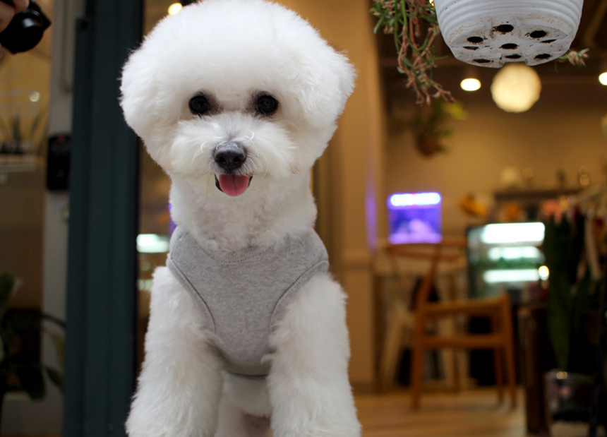 NEW DOG FASHION DOG Dog Dog Dress Button