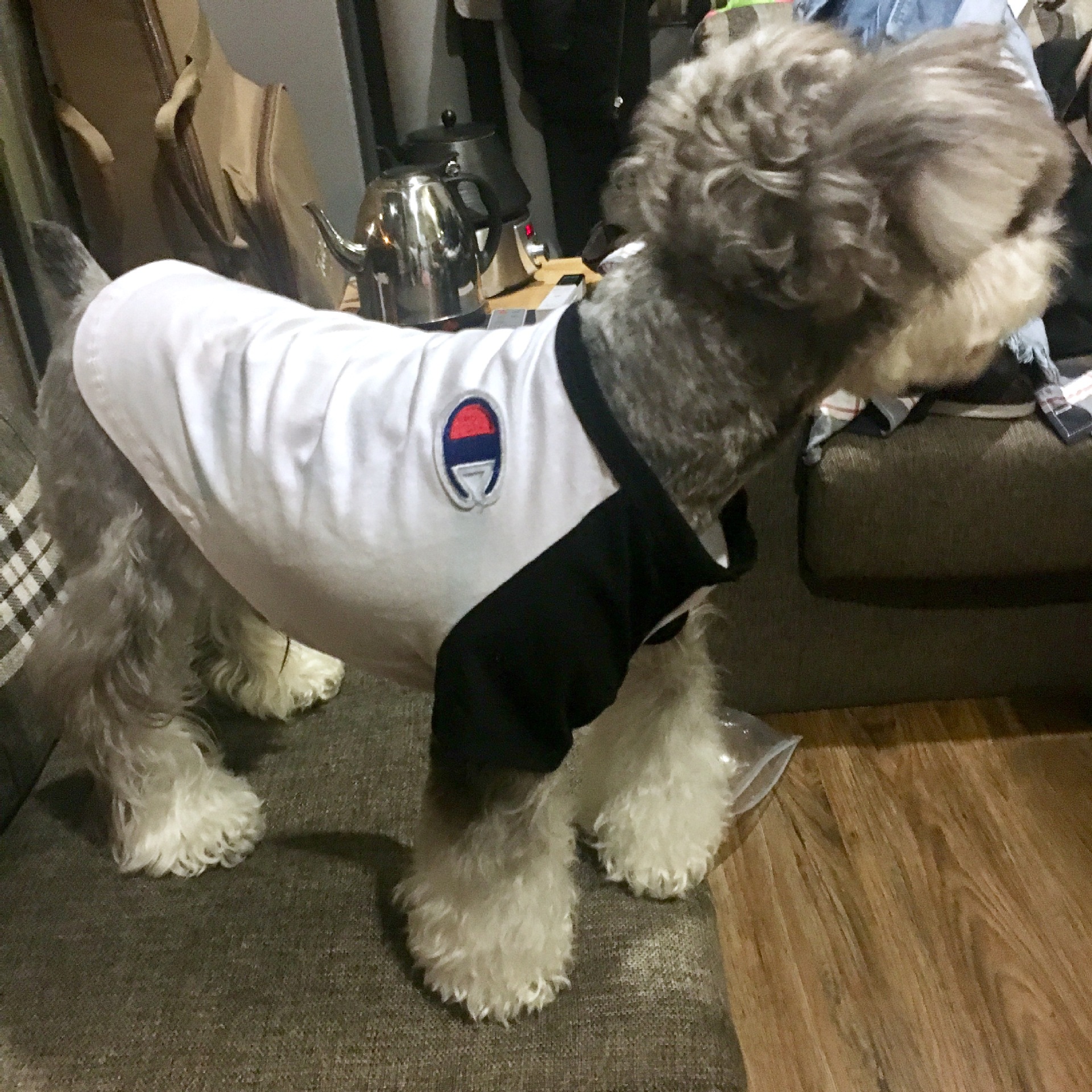 NEW DOG FASHION champion st puppy clothes cat clot