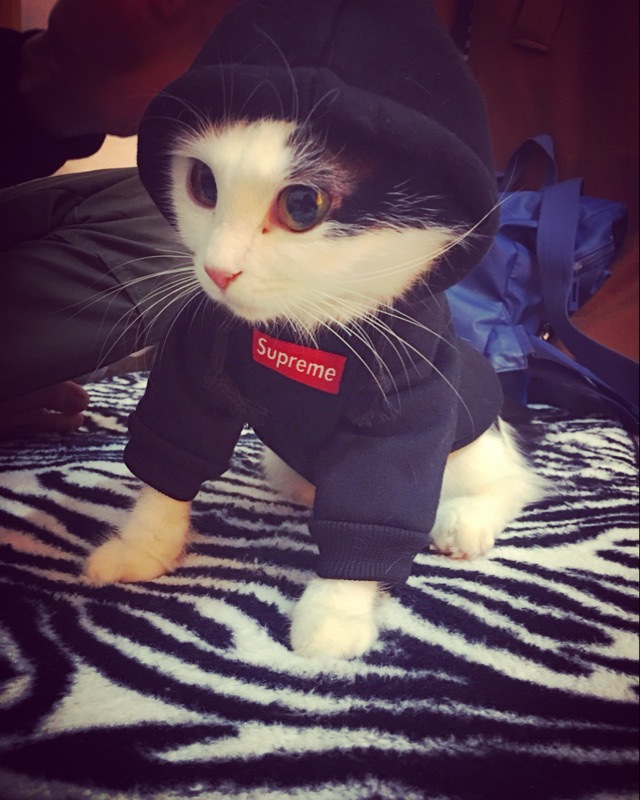 NEW DOG FASHION Supreme ST hooded dog clothes dog 