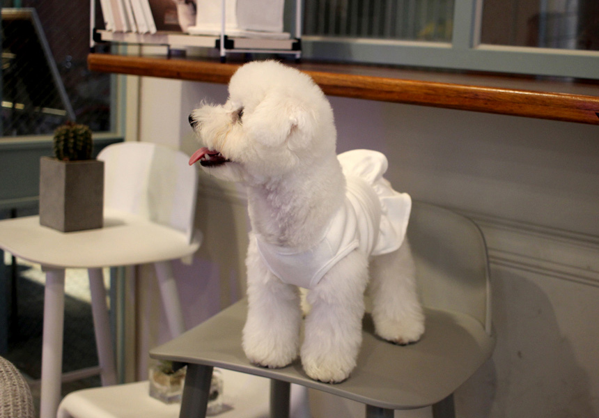 NEW DOG FASHION DOG Dog Dog Dress Button