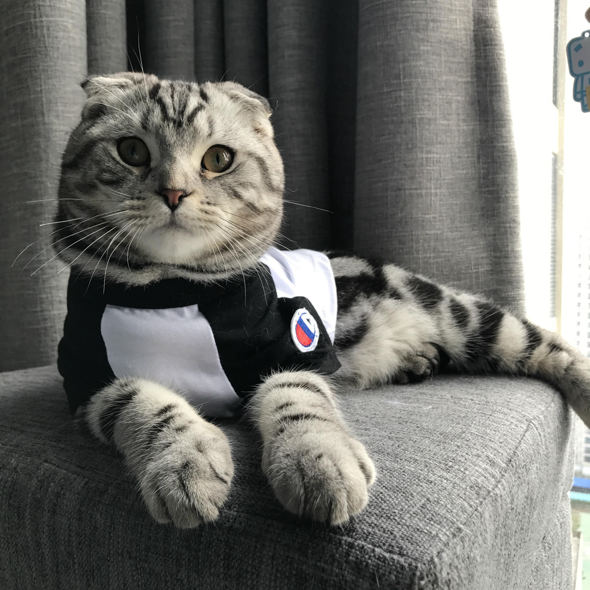 NEW DOG FASHION champion st puppy clothes cat clot