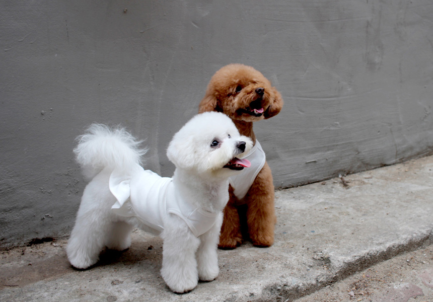 NEW DOG FASHION DOG Dog Dog Dress Button