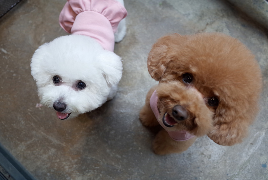 NEW DOG FASHION DOG Dog Dog Dress Button