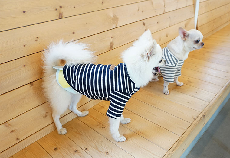 NEW DOG FASHION dog clothes basic T-shirt T-shirt 