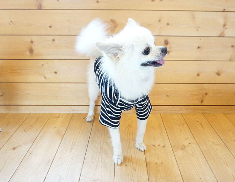 NEW DOG FASHION dog clothes basic T-shirt T-shirt 